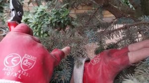 Ель колючая Глаука Глобоза ( Picea pungens Glauca Globosa) « как оста