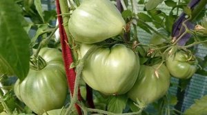 Томат Яша Югославский