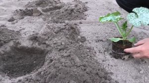 Высадка рассады кабачков в открытый грунт.