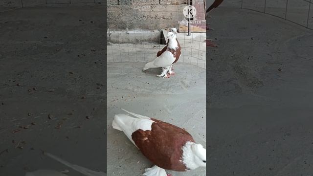 Кизил хакка кизил тош модалар сотувда