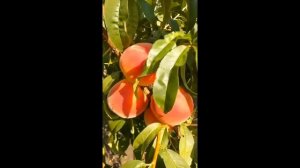 Персик ЭРИКИ (SB 60-8). Сорт для экстремальных регионов