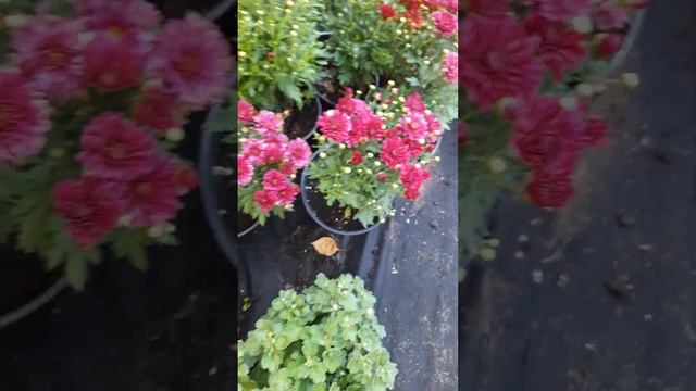 Хризантема корейская и мультифлора на отправку осень?