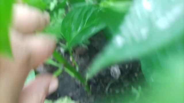 Перец 🌶️ любит густоту!