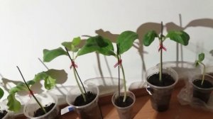 Подвои для дыни 4, «хак шинтозы», промежуточные резуль?