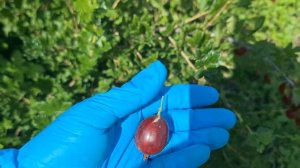 Крыжовник сорт Ксения