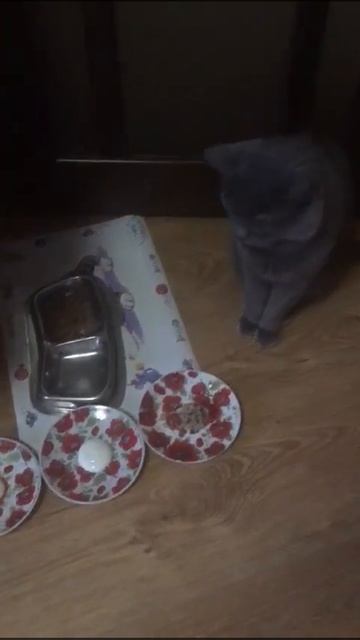 Шведский стол Орсения- завтрак смотреть онлайн