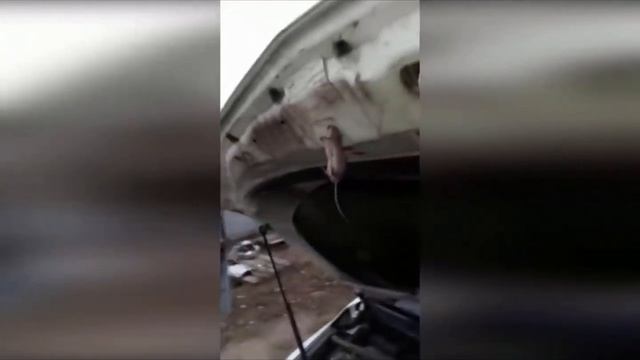 Самый Короткий Прикол