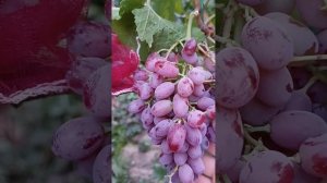 Виноград кишмиш Шарлотта тел 8771-614-62-73 ватцап