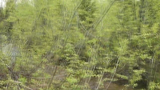 колба или черемша