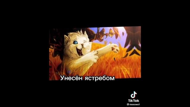 коты воители подборка видео из ТТ смотреть онлайн