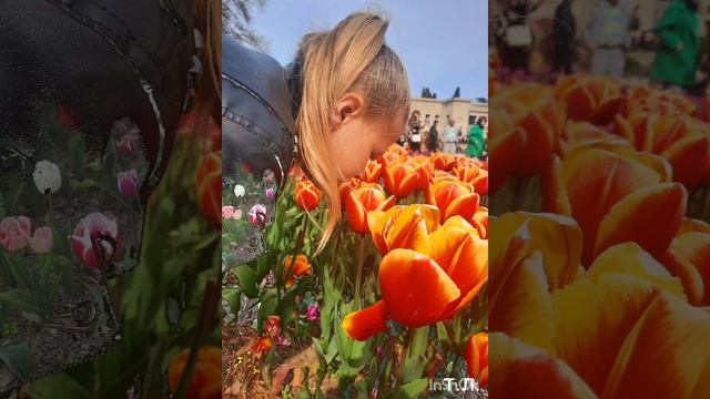 ПАРАД ТЮЛЬПАНОВ 2023 смотреть онлайн