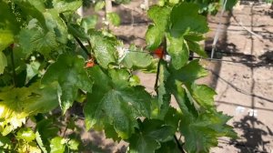 Скручивания листьев винограда. Причины и как помочь