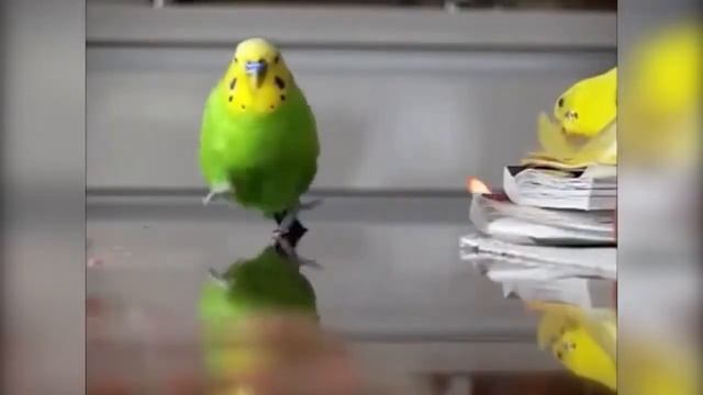 18+ОТБОРНЫЕ ПРИКОЛЫ | ЛУЧШИЕ ПРИКОЛЫ ИЮЛЬ 2019 ржака до слез угар прикол - ПРИКОЛЮХА смотреть онлайн