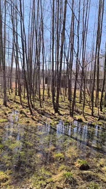 Золотые монеты весны.