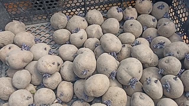 ВНИМАНИЕ!!! В ПРОДАЖЕ НАСТОЯЩАЯ КАРТОШКА СИНЕГЛАЗКА!!!