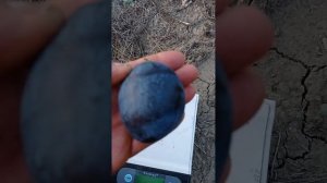 слива Топ Гигант