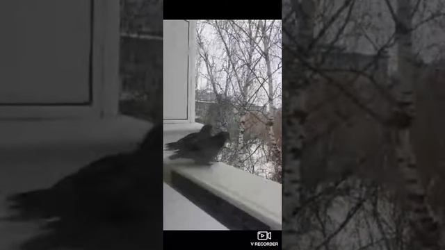 Смешные голуби. смотреть онлайн