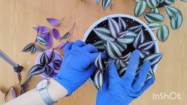 Выращиваем пышное кашпо из традесканции смотреть онлайн