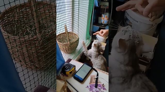 Неожиданный Гость Лета