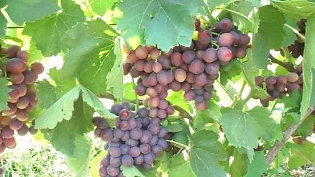 Подарок несветая смотреть онлайн