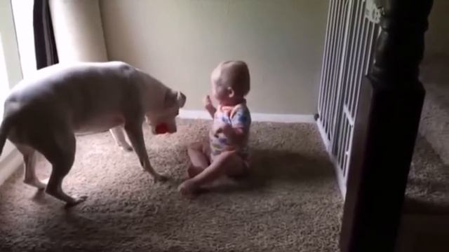 Приколы про детей и собак. Прикольные с животными. Смешные видео приколы