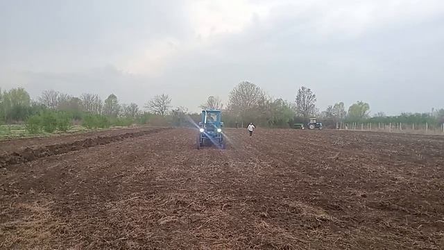 МТЗ 50 против МТЗ 892 Полевая свинья(2)