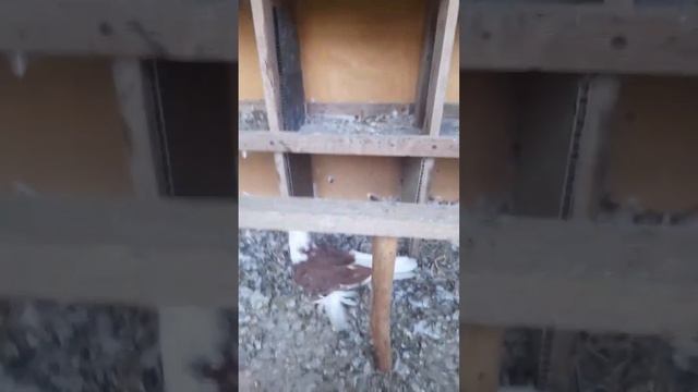 кизил хакка ойлавий кора хакка сотилади +998911670731