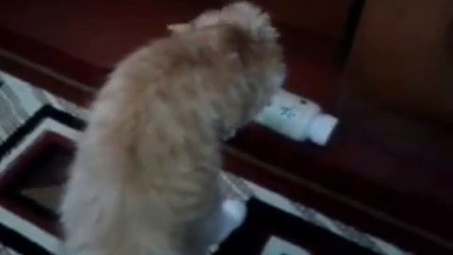 Смешные коты / Кот и баночка / Funny Cats смотреть онлайн