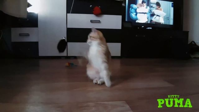 Играем и спим! Puma (british chinchilla golden) смотреть онлайн