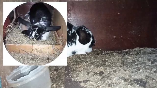 Обзор всех кроликов🐰 Персик вернулся. Милка бросила ? смотреть онлайн