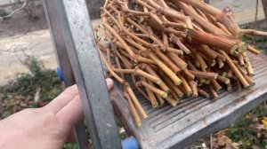 Шакира ГФ Калугина, очень сильнорослая форма на приви?