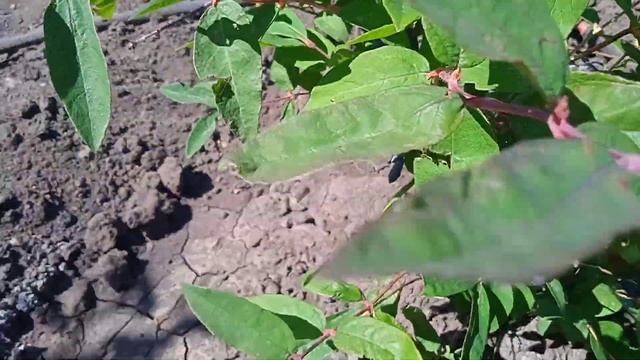 дача, жимолость ПЯТЬ ЛЕТ ЭТО ВРЕМЯ радует...Бердянск За смотреть онлайн