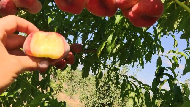 Інжирний персик Саманта. Persikovod.com