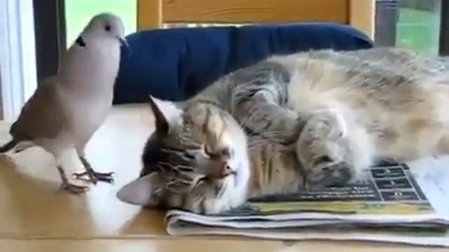 Прикольно! Классное видео Кот и очень общительный голубь смотреть онлайн