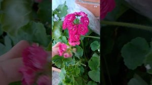 Пеларгония ИВ Эсфирь Прекрасная