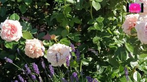 РОЗА АФРОДИТА.Обзор