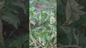 Томат Чероки пурпурный вариегатный (Cherokee Purple Variegated)