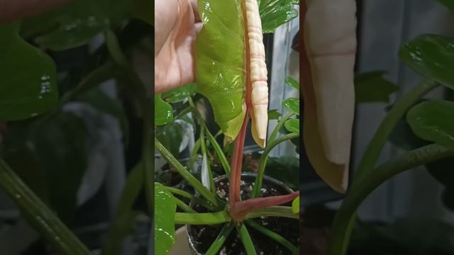 филодендрон "PIN THONG" (ПИН ТОНГ") смотреть онлайн