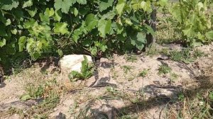 Виноград Вэлиант, Денисовский и Либерти в начале июля