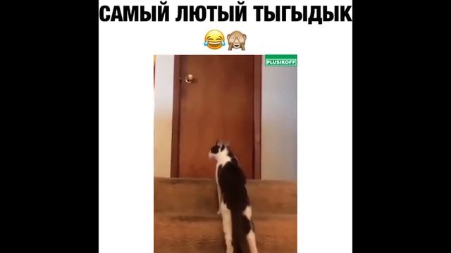 Смех до слез | Лучшие приколы 2020 ОКТЯБРЬ | Best Coub 2020 №68