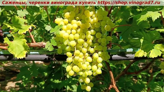 КИШМИШ СОЛОМИЯ 9 ИЮЛЯ 2024 ГОДА -парад окрашивания ультр? смотреть онлайн