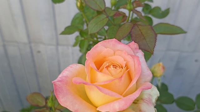 564.#Моë утро с розами🌹Гуляю по саду и наслаждаюсь аром