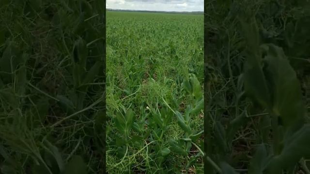 Горох Нордман после заморозков
