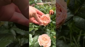 Роза Премиум Paradise Beach