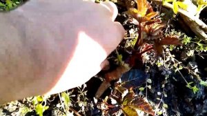 Ежевика сорт натчез, как формирую куст.