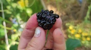 Ежевика Кэдо Великий Новгород