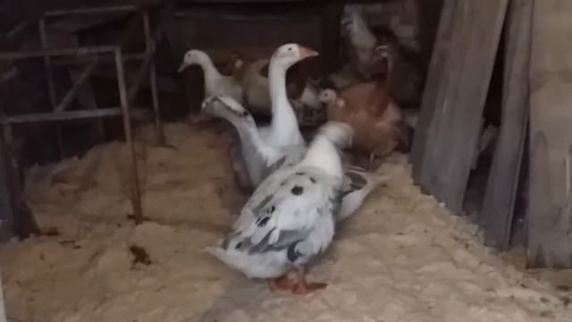 Goose is flapping wings. watch till the end!/ Гусыня машет крыльями. Смотреть до конца! смотреть онлайн