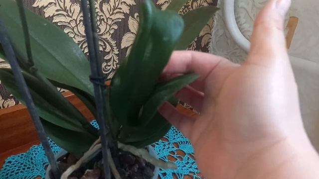 Долгожданная орхидея с СЮРПРИЗОМ . "Лас Вегас ❤️💞😍? смотреть онлайн