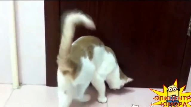 Новые смешные коты! Видео приколы с котами смотреть онлайн