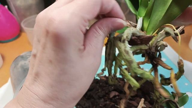 "Дикий кот" отцветает. Что будем делать. смотреть онлайн